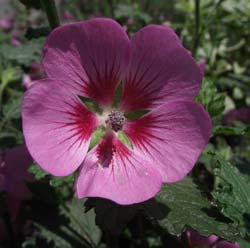 Anisodontea